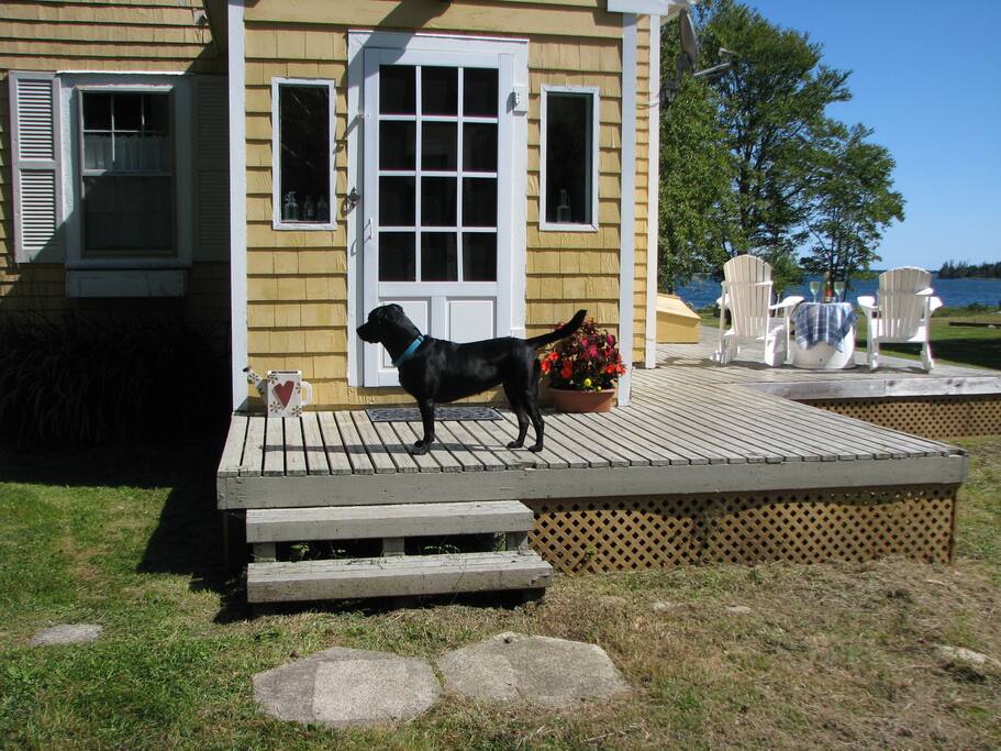 Dog friendly, no cats.