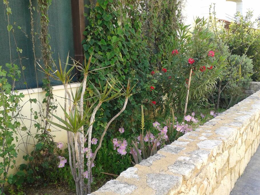 Front Garden