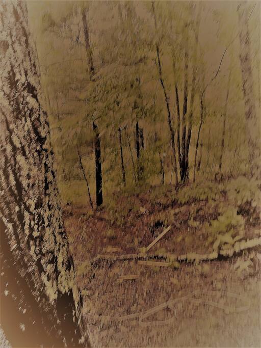 Private, wooded views at the break of dawn.