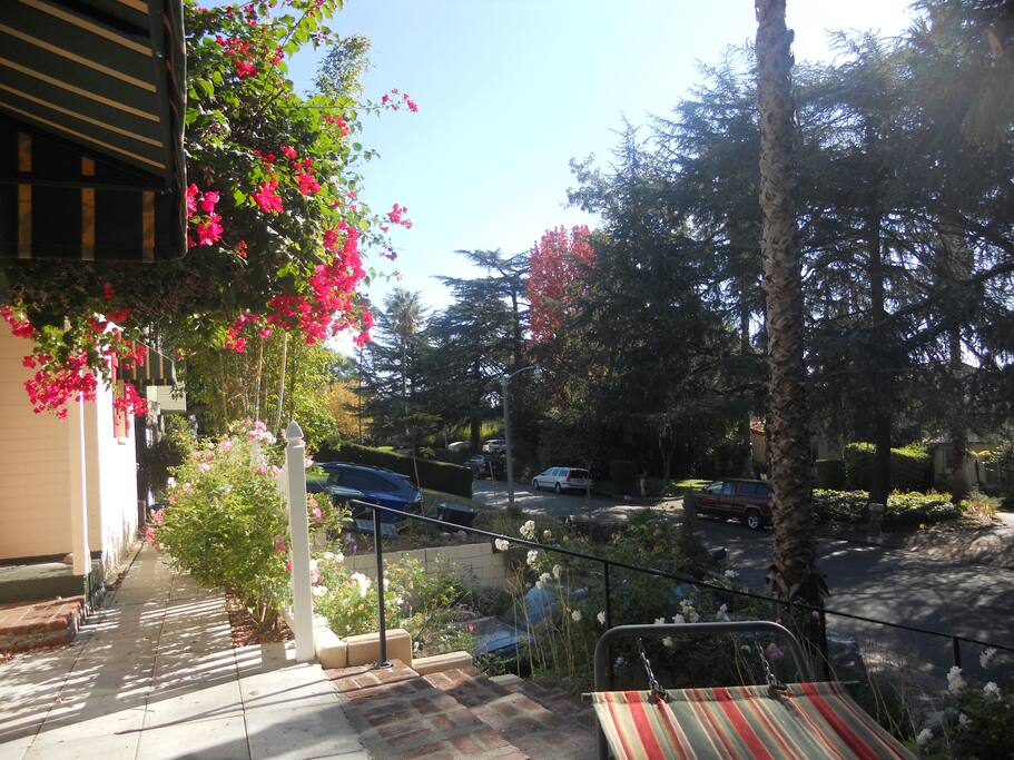 View of pine tree lined street below from your studio