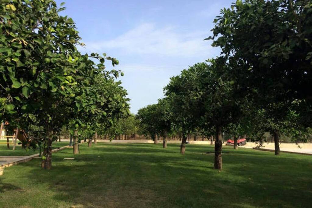 Giardino