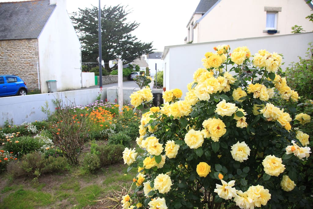 Le rosier jaune