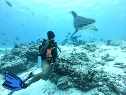 Tiger Shark dives are few minutes from your room