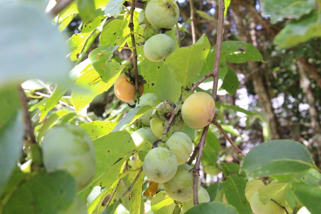 We have named our property Hidden Persimmon Retreat, because a year after we moved in, Persimmon Trees that were once hidden started emerging and bearing fruit. If you are lucky enough to visit us in the autumn months, these are tasty treats to pluck off the tree or pick from the ground (if the squirrels and deer don't get to them first!).