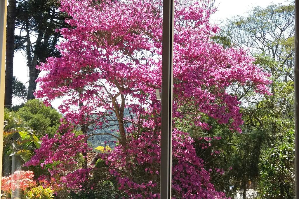 Vista de frente da suite em agosto. 2 ipês abrem na época em frente.