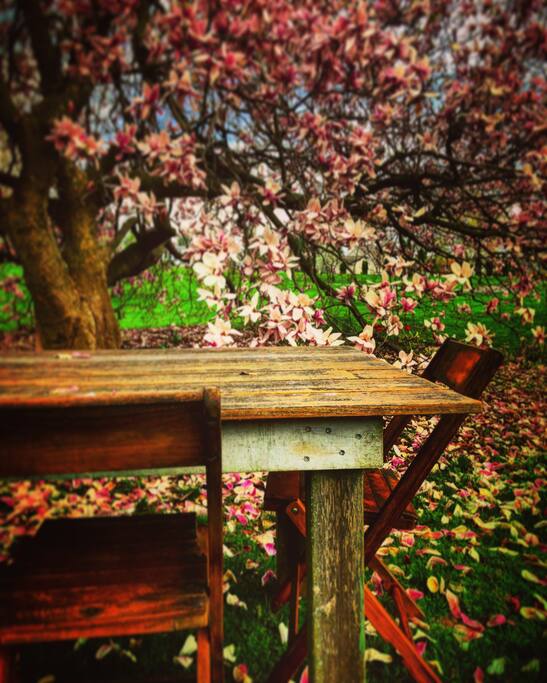 Back yard