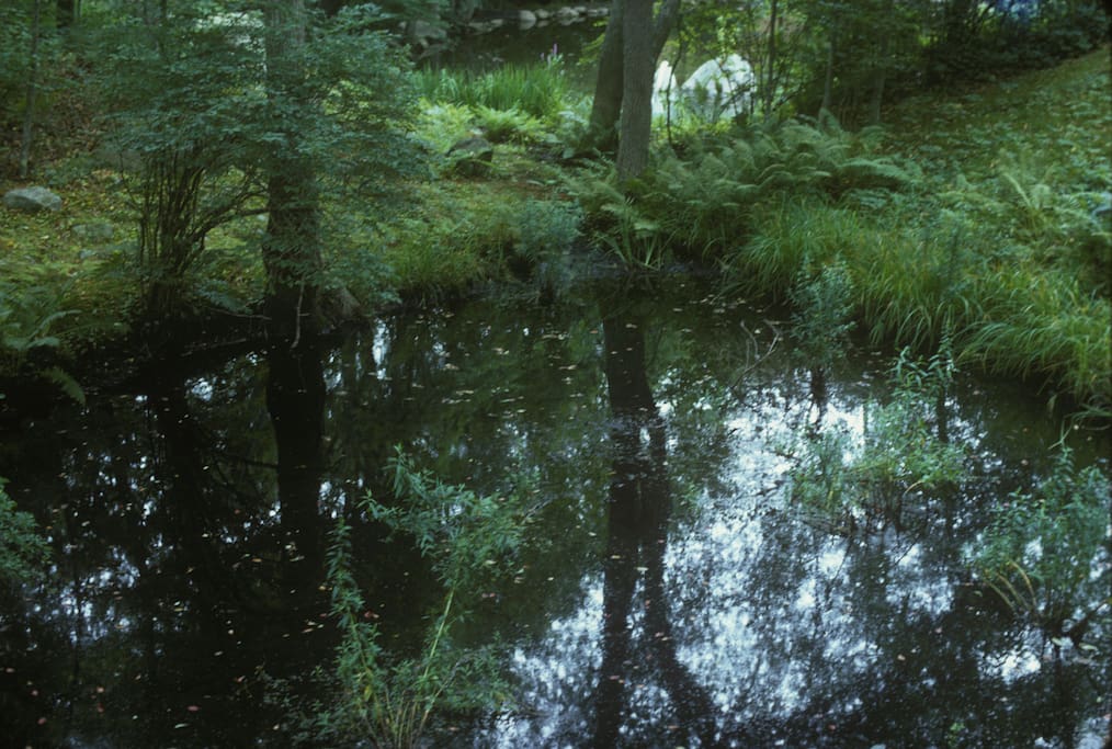 Turtle pond behind house