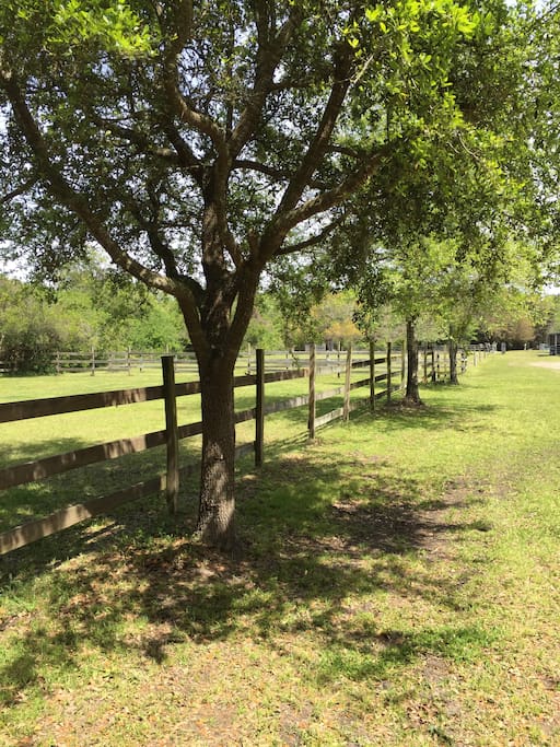 Oak Avenue