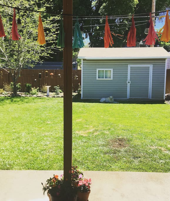 My backyard oasis