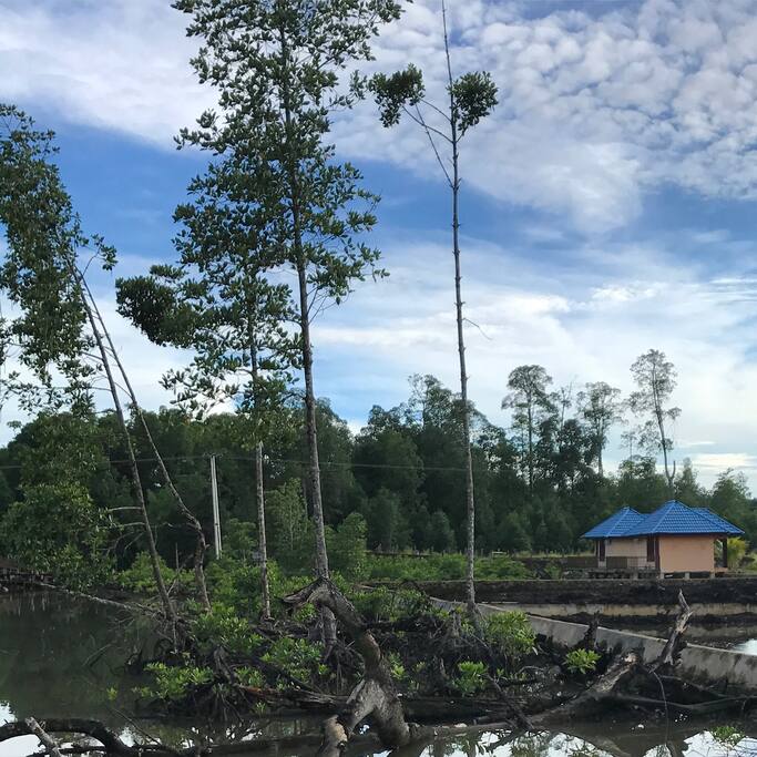 View from the Dock to the lodges