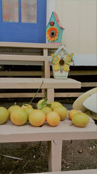 Fresh Grapefruit for the pickin! Tree across from the steps. Seasonal avocado too