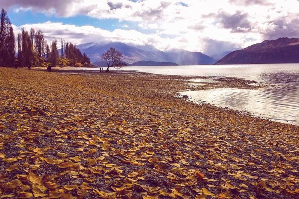 'That wanaka tree' - amazing in every season!