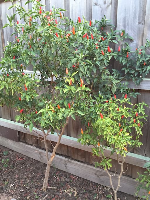 Chillis are on the tree most of the year to pick fresh!