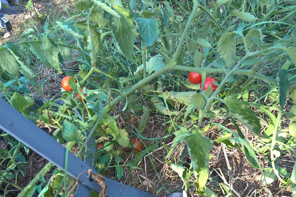 complimentary organic tomato