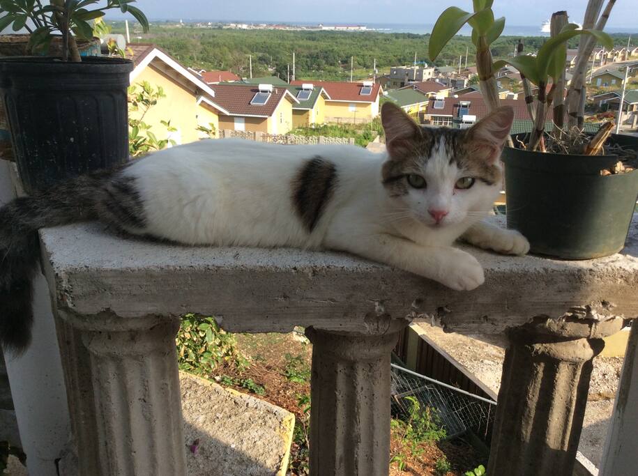 Resident cat, survivor