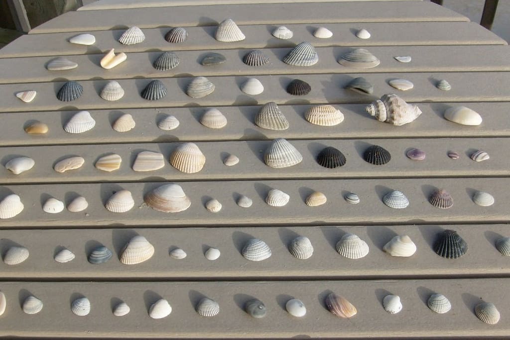 These are the shells we collected one summer!