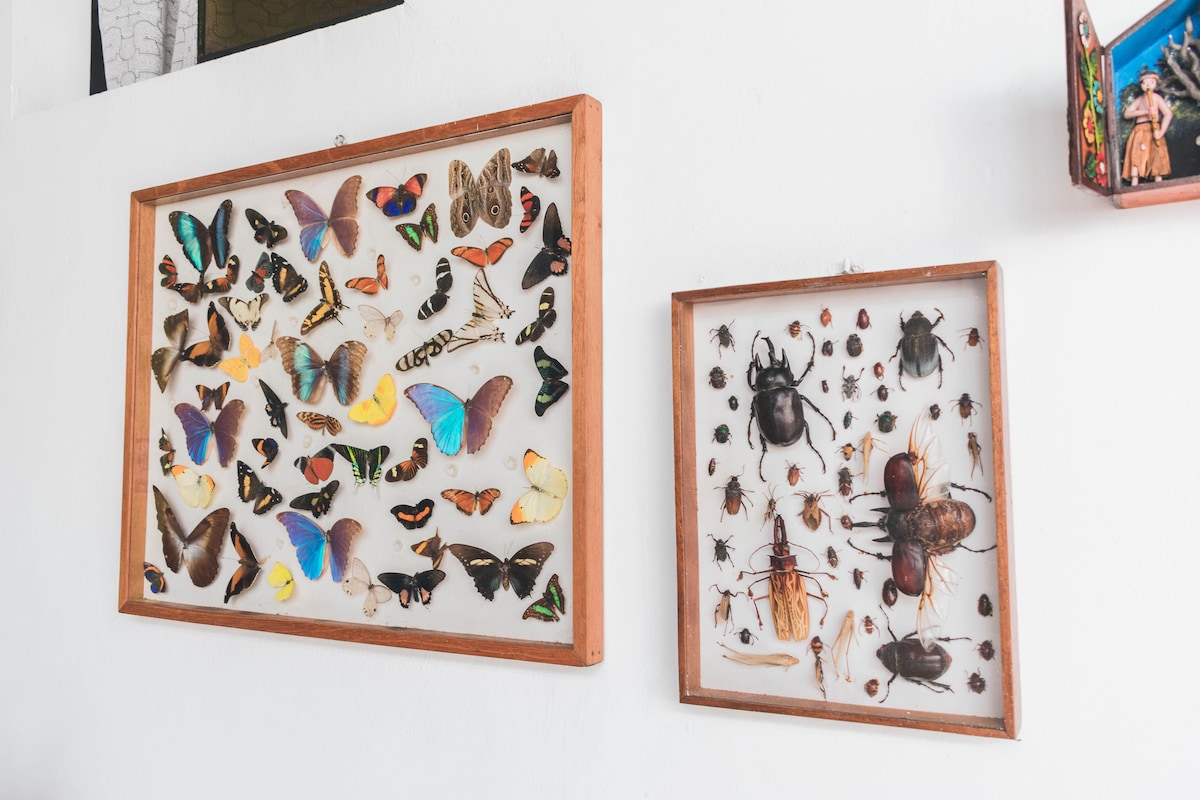 Two framed displays feature a variety of insects, including numerous butterfly specimens in various colors and patterns, alongside a collection of beetles and other insects. The frames are mounted against a plain white wall, allowing details of each specimen to be clearly observed.