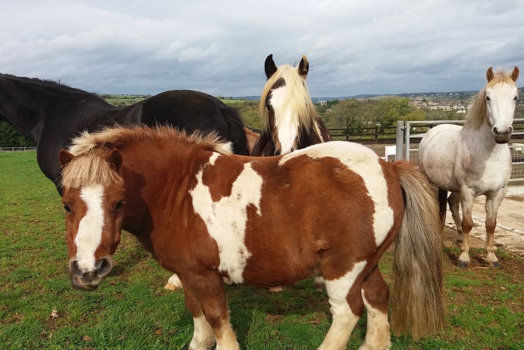 Meet the ponies