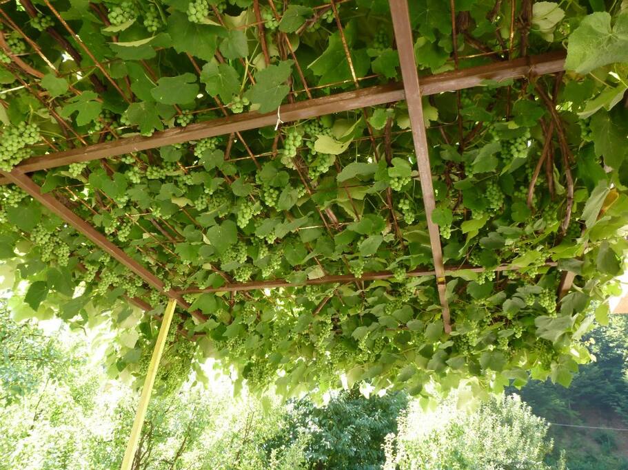 The grapes bush provides pleasant shade on the terrace - De druivenstruik zorgt voor aangename schaduw op het terras