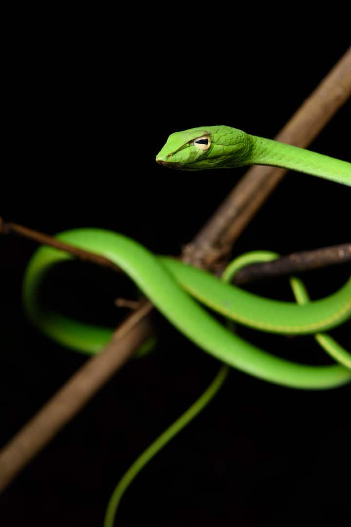 Oriental Vine Snake (Ahaetulla prasina)