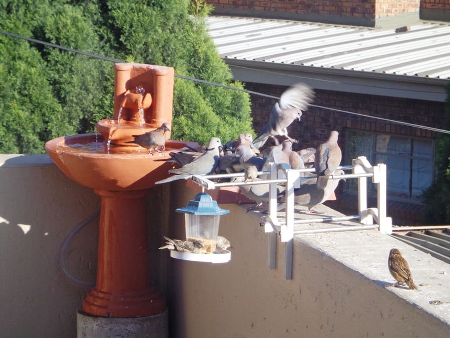 Bird Feeding