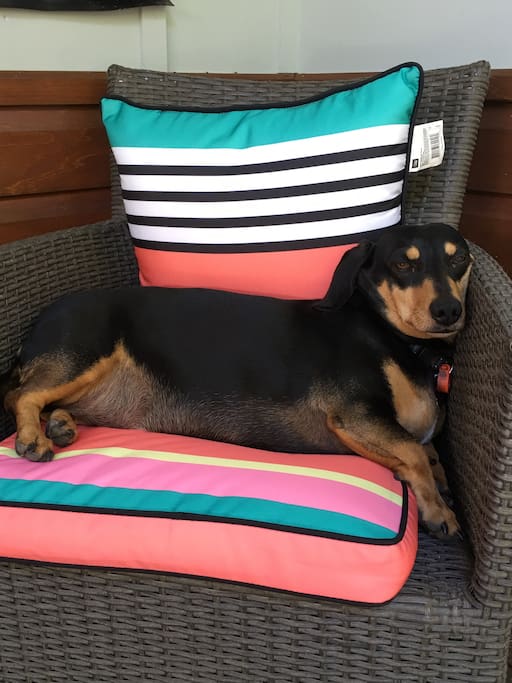 Your best friend will feel at home.