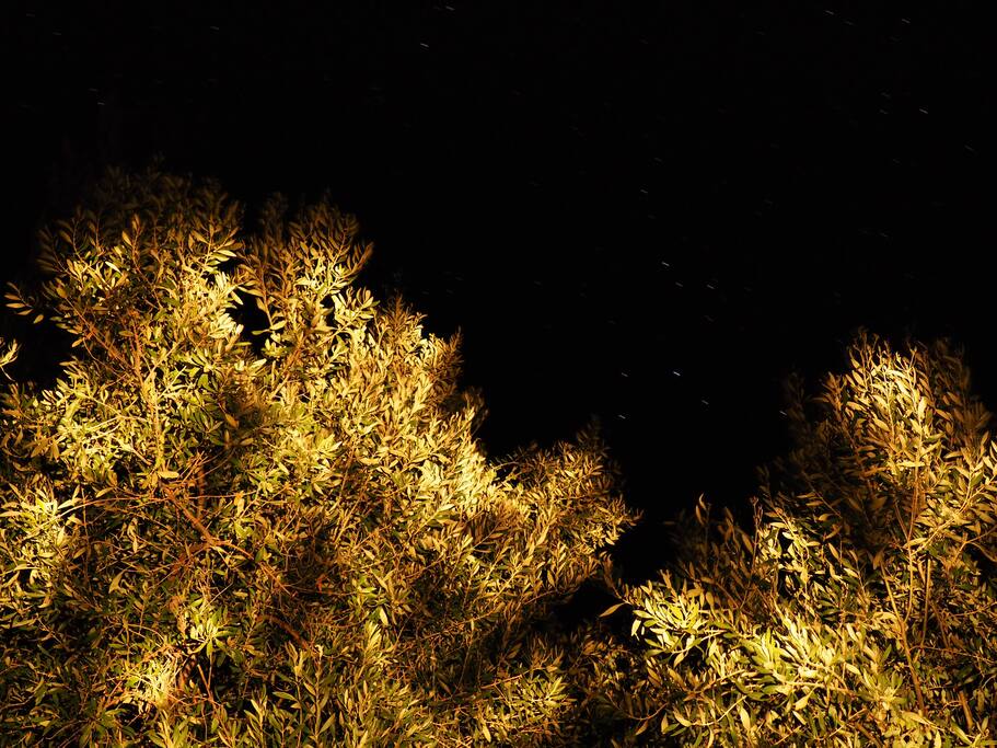 Blick in den Oliven-Hain bei Nacht