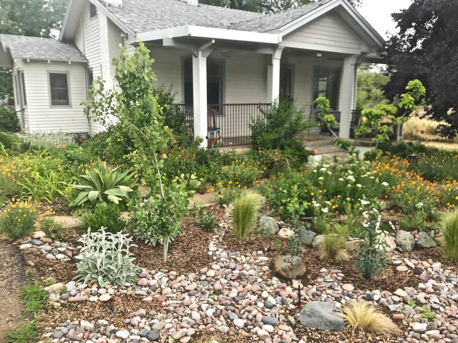 New front yard rain garden