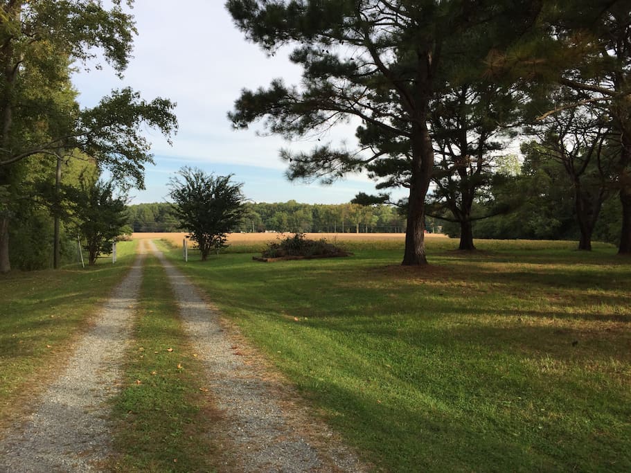 The drive from the road to the house...