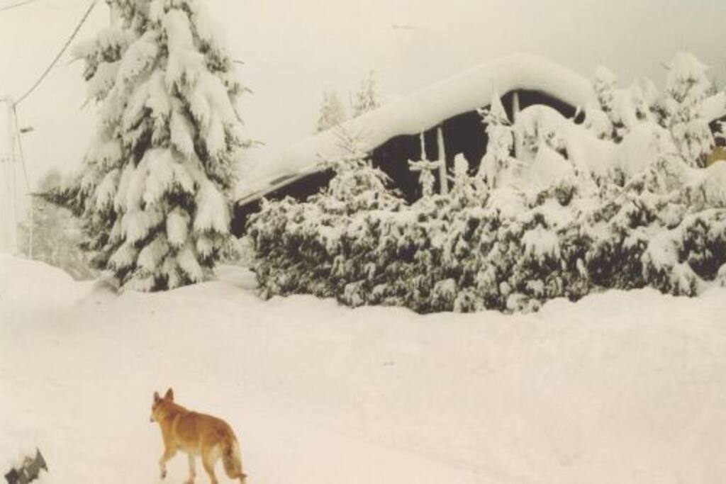 ce n'est ni un loup ni un renard en premier plan ;)