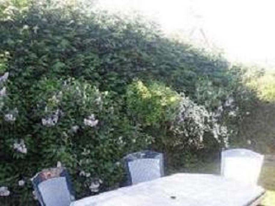 vue sur le jardin