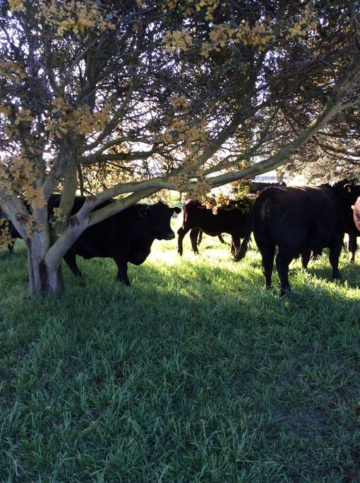 Angus cattle are bred on this property