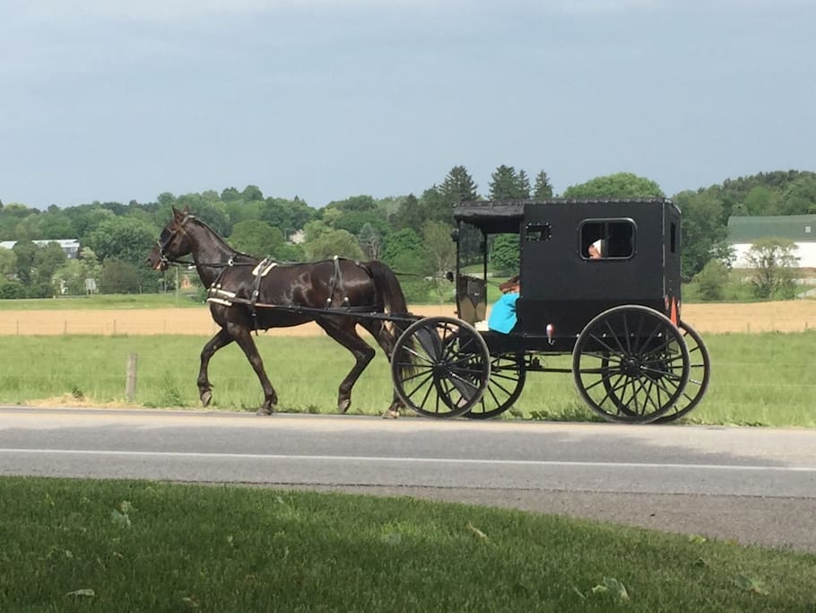Enjoy the sights and sounds of our Amish neighbors.