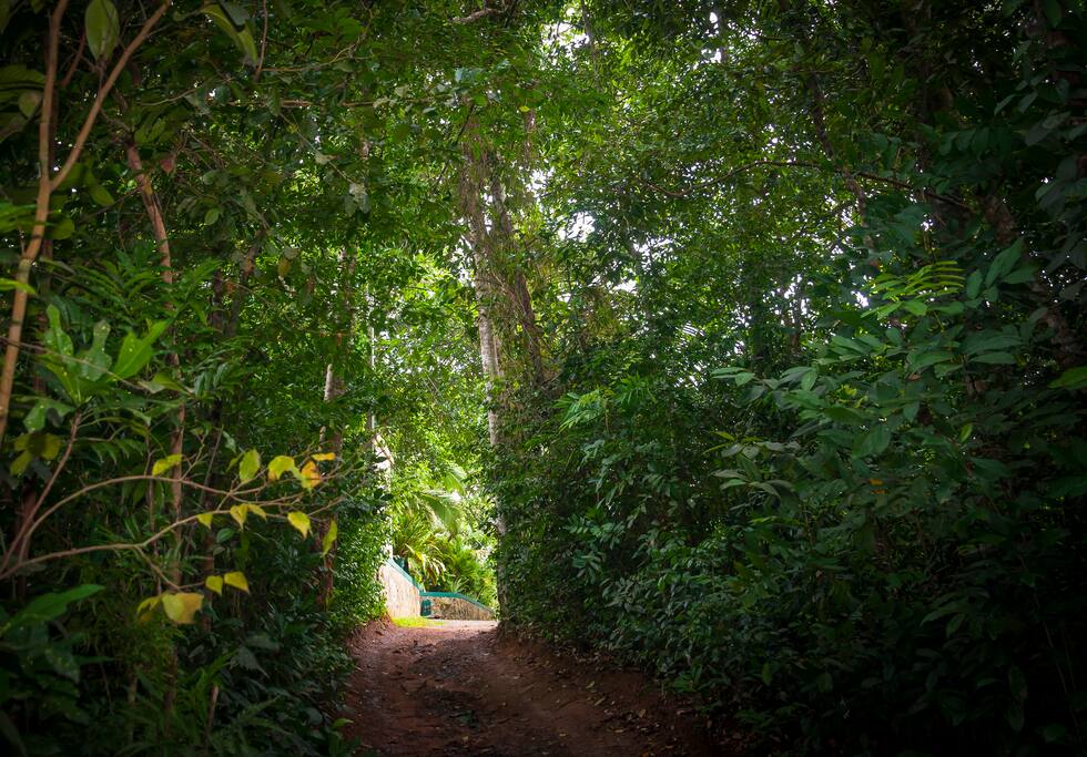 within the forest to the Hotel
