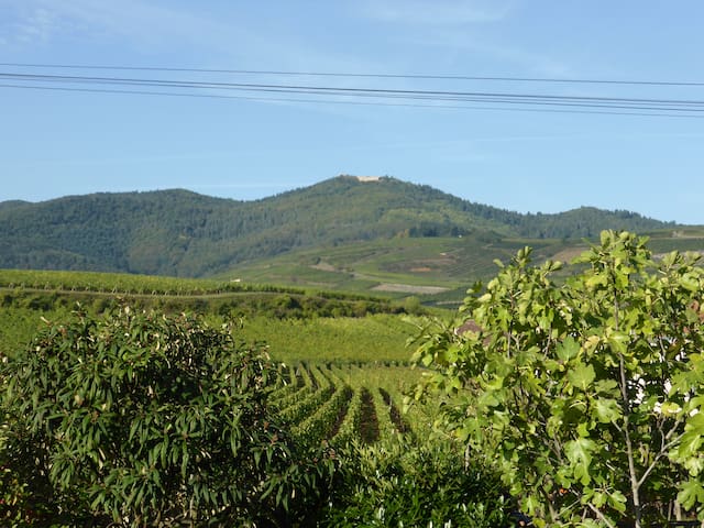 Nice gite with vineyard view, near Colmar