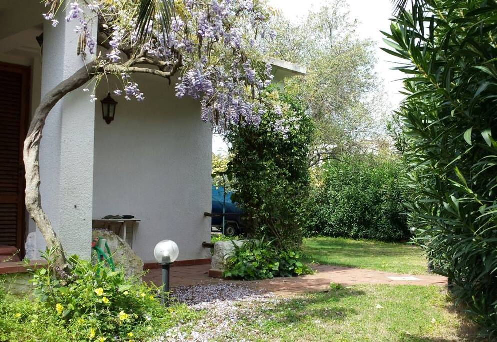 vista giardino con glicine in fiore