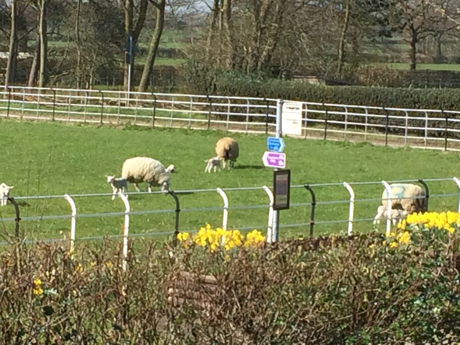 Spring Lambs can be seen from the the guest bedroom