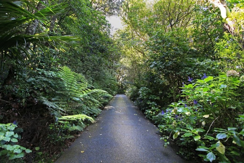 Driveway up to the studio through native bush