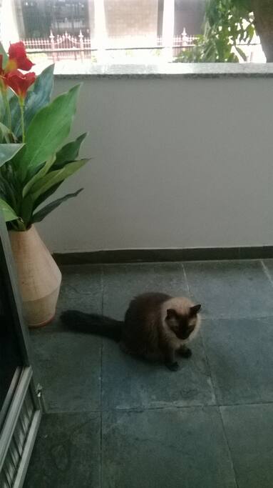 Animal na residencia