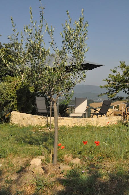 Olijventerras