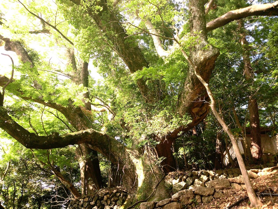 Huge tree . It takes 10-min on foot.