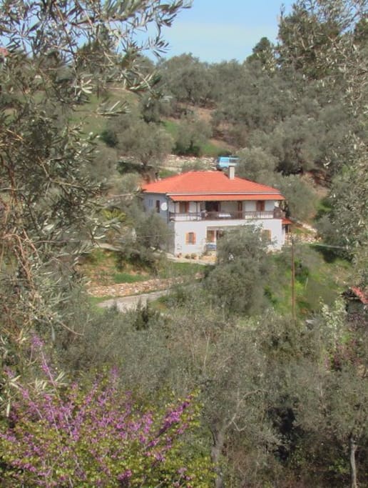 Haus im Olivenhain