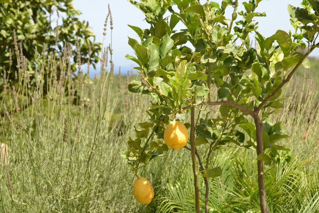 albero di limone