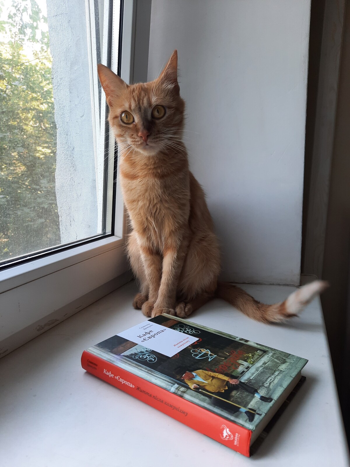 A tabby cat sits upright on a windowsill next to a book. The window allows soft natural light to illuminate the scene, while greenery can be seen in the background. The book cover features an illustration of a café scene, positioned flat on the windowsill.