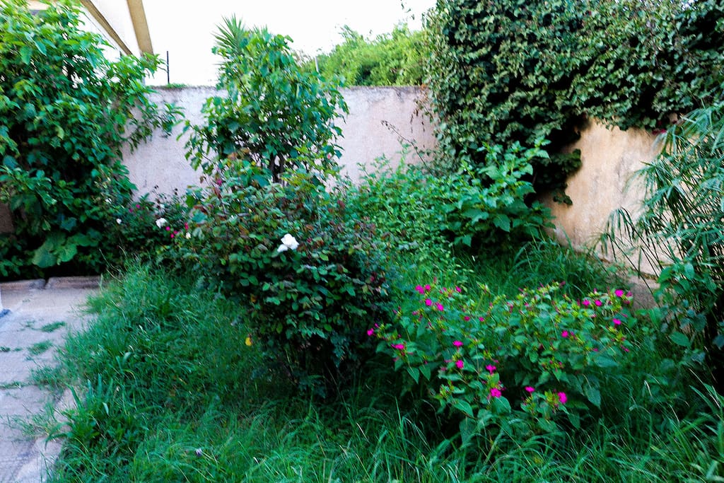 Backyard Garden