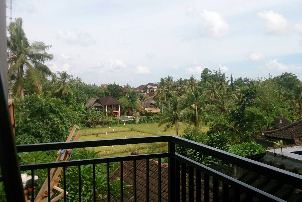 Rice field view