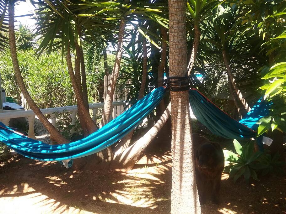 Hammocks for rent in the common garden