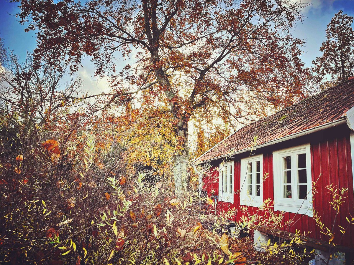 A charming red cottage is framed by trees displaying autumn foliage. Two large windows offer glimpses of the interior, while bushes and plants surround the exterior, enhancing the natural setting. The peaceful ambiance reflects the nearby wooded area.