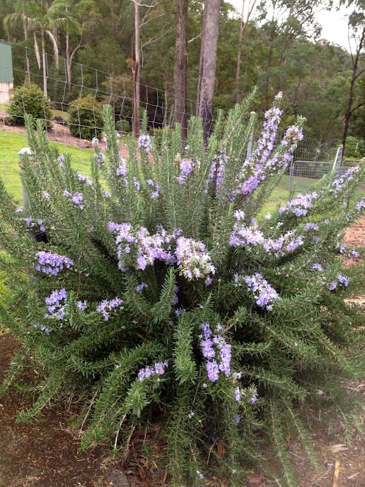 Nature S Wonderland Herbs Nature S Wonderland Herbs