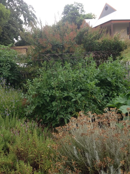 Productive home fruit and vegetable garden overlooking cricket oval with majestic elms.